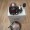 Daiwa 23 LEOBRITZ S500JP Electric Fishing Reel